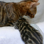 BENGAL CAT BREEDERS UK