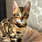 BENGAL CAT BREEDERS UK