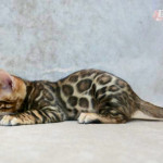 BENGAL CAT BREEDERS UK