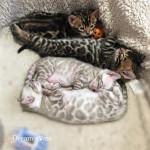 BENGAL BREEDER UK KITTENS