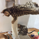 BENGAL BREEDER UK KITTENS