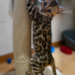 BENGAL BREEDER UK KITTENS