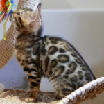 BENGAL BREEDER UK KITTENS