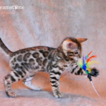 DRRAMSTONE BOOMERANG BENGAL CAT