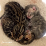 DREAMSTONE BLUE BENGAL KITTEN