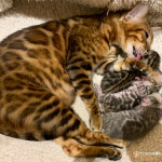 BLUE ROSETTED BENGAL KITTEN