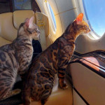 BENGAL CAT BREEDERS UK