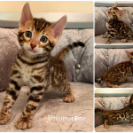 BENGAL CAT BREEDERS UK