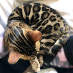 BENGAL CAT BREEDERS UK