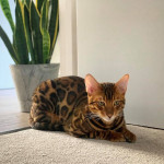 BENGAL CAT BREEDERS UK