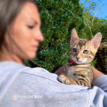 BENGAL CAT BREEDERS UK
