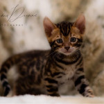 BENGAL CAT BREEDERS UK