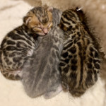BLUE BENGAL KITTEN/CAT