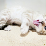 DRERAMSTONE PABLO BENGAL KITTEN