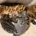 DREAMSTONE BENGALS UK BLUE BENGAL