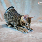 DREAMSTONE UK MALE BENGAL