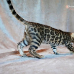 BENGAL KITTEN DREAMSTONE BENGALS UK