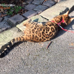 BENGAL BREEDER UK ENGLAND STAFFORDSHIRE