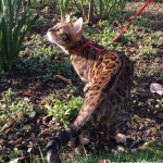 BENGAL BREEDER UK ENGLAND MIDLANDS