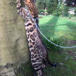 BENGAL KITTENS UK BREEDER