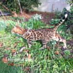 BENGAL BREEDER UK KITTENS