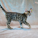 DREAMSTONE BENGAL MALE BROWN KITTEN
