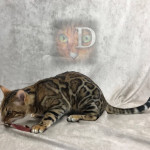 Champion Bengal Cat Breeder UK