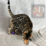 Champion Bengal Cat Breeder UK