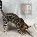 Champion Bengal Cat Breeder UK