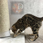 Champion Bengal Cat Breeder UK