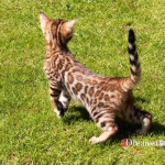 Female bengal kitten