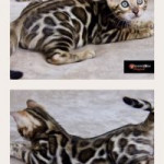 Dreamstone bengals male kitten