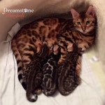 Ruby and her babies
