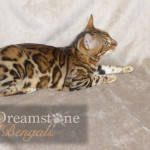 Bengal Cat Breeder UK