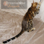 Bengal Cat Breeder UK