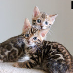 Bengal Cat Breeder UK