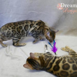 BENGAL CAT BREEDERS UK