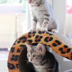 BENGAL CAT BREEDERS UK